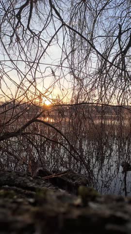 Sunset Through Reeds and Bare Branches Over Wetland Water