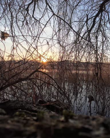 Sunset Through Reeds and Bare Branches Over Wetland Water