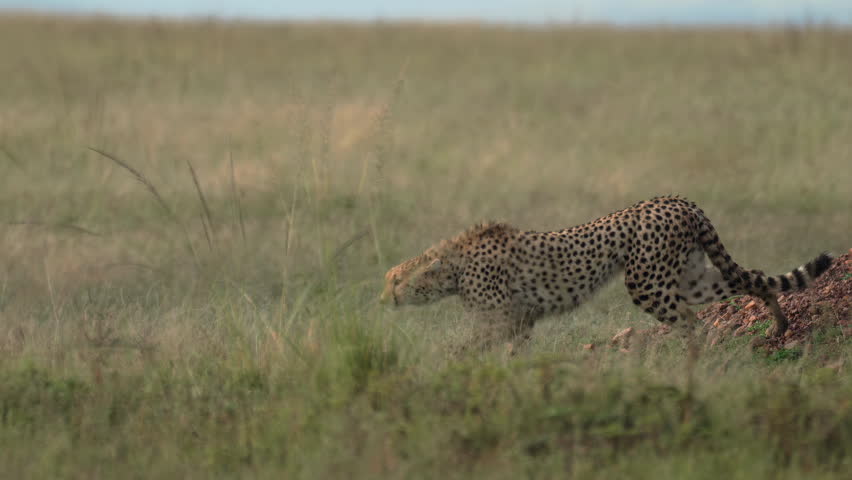 A cheetah walking sideways in slow motion across the African savanna. Side profile view emphasizes the animal’s graceful movement, agility, and muscular form. Cinematic wildlife footage capturing the
