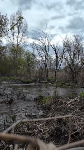 Spring Wetland Stream Flowing Through Forest Marsh Under Cloudy Sky