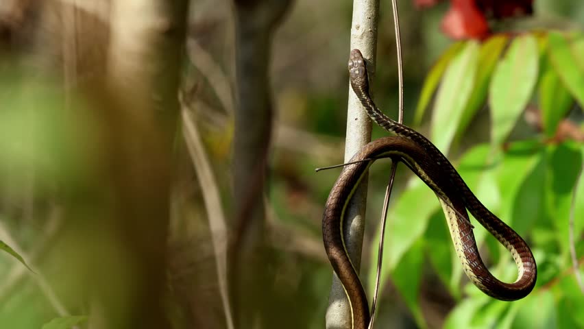 Closeup footage of a slender Common Bronzeback Tree Snake gracefully climbing tree branches in a natural forest habitat during spring season in Himachal Pradesh India.