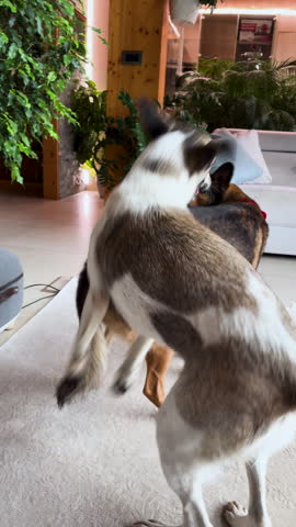 VERTICAL: Two adopted dogs playfully roughhouse in a bright living room. They bite and jump on each other during play. Energetic canine movement, companionship and everyday life with pets in cozy home