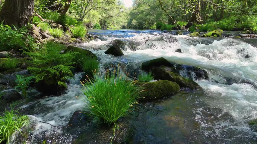 Serene mountain river flowing over mossy rocks in a lush green forest. Crystal clear water creates rapids in a beautiful natural landscape