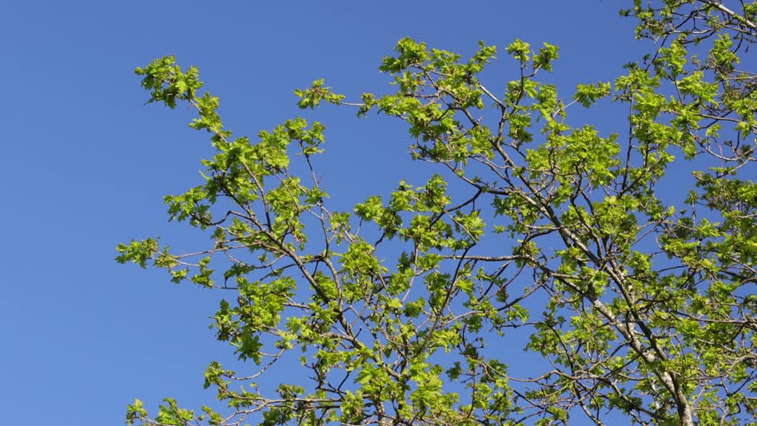 Freshly opened Oak leaves, Quercus robur, against a clear blue sky in Spring. UK