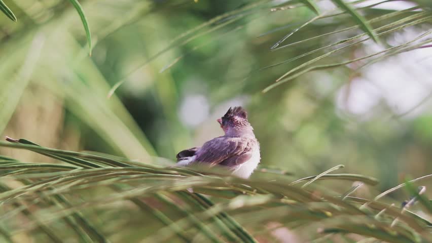 A cute baby bulbul bird is perched on the tree