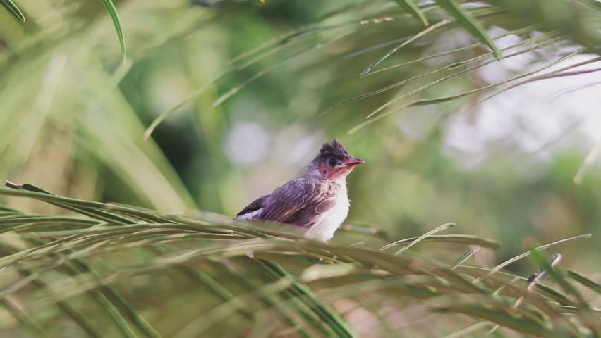 A cute baby bulbul bird is perched on the tree