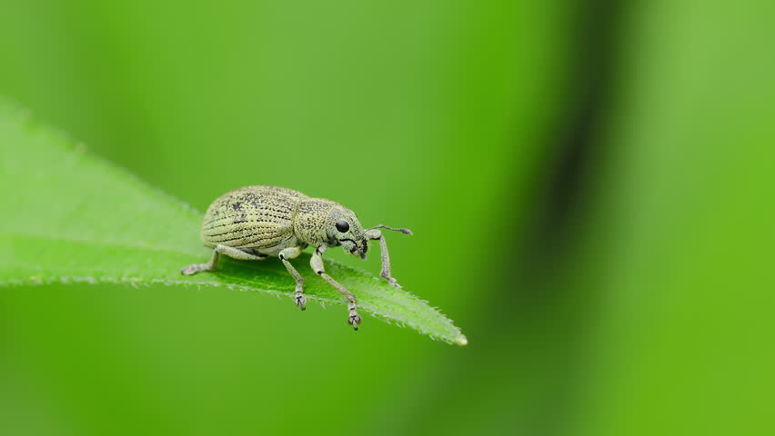 Close-Up of Small Structurally Colored Weevil (Eugnathus distinctus) Resting on Green Leaf