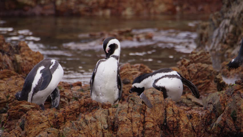 African (Jackass) penguins on rocks groom and preen their feathers after swim