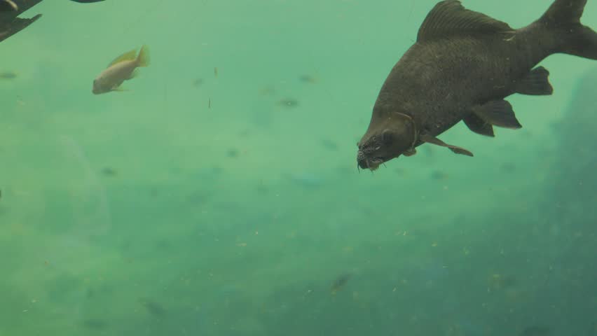 Large Freshwater Fish Swimming in Greenish Water