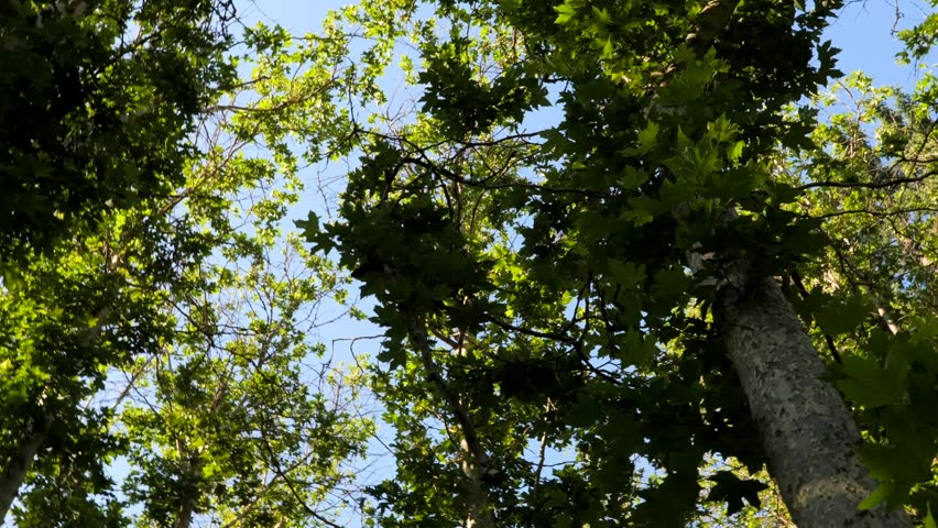 Looking up through Trees at a Park in Ashland, Oregon