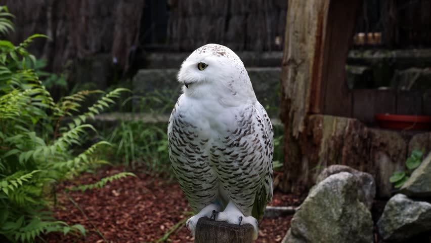 Snowy owl, Bubo scandiacus, bird of the Strigidae family. With a yellow eye