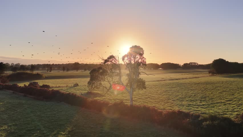Aerial sunrise over farmland near Hamilton New Zealand with sun rays shining through a lone tree, warm golden light and calm rural atmosphere ideal for nature and travel visuals.