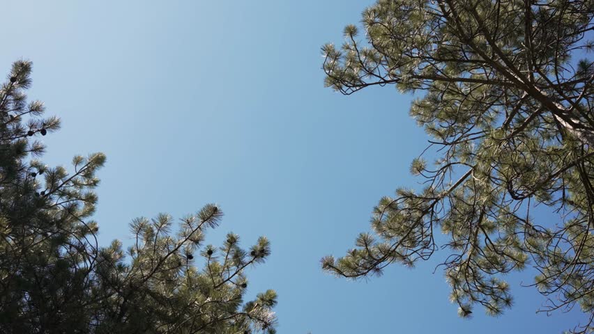 A low-angle perspective looking up at the lush green branches of pine trees filled with cones, set against a vast and clear blue sky on a bright sunny day.