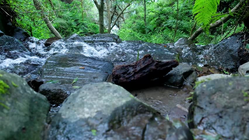 Lush green forest with a stream flowing over rocks