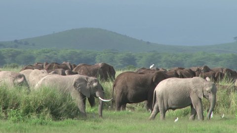 black elephants and white elephants in the plains
