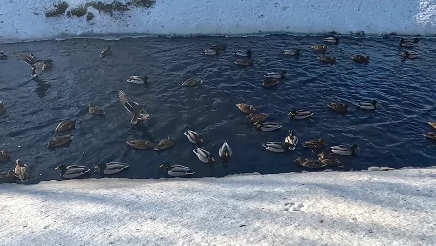 A flock of ducks lands on the water in winter. Ducks swim serenely in a pond against a background of snow.