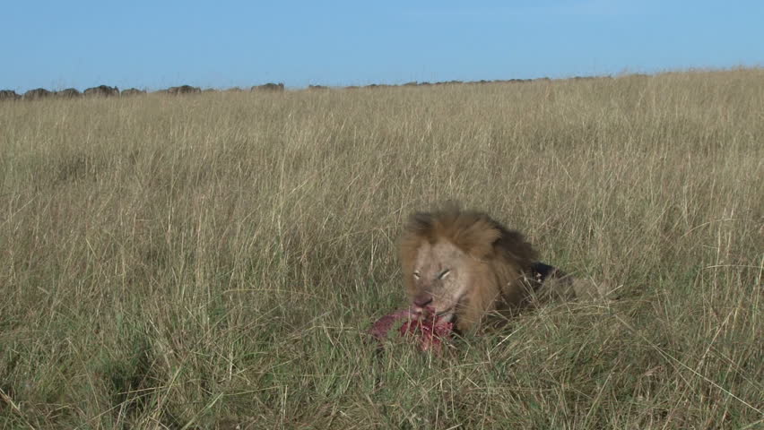 black maned lion eating while wildebeests looks on
