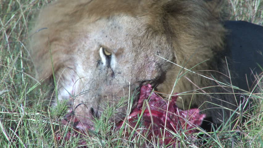 close up of a black maned lion eating while wildebeests looks on 1