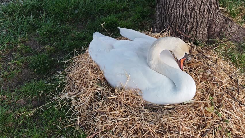 A white mute swan nesting in a straw bed, adjusting nesting material with its beak during spring