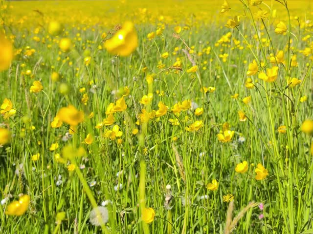 a field with yellow flowers