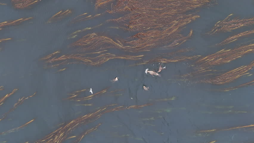 Aerial view of sea lion diving and swimming in seaweed in the South Atlantic ocean, in the falkland islands, tracking drone footage