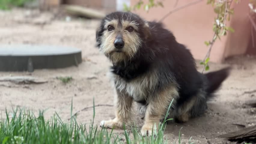 A black puppy stretches in a sandy area, surrounded by green grass. The playful puppy explores the outdoor setting with curiosity and energy.