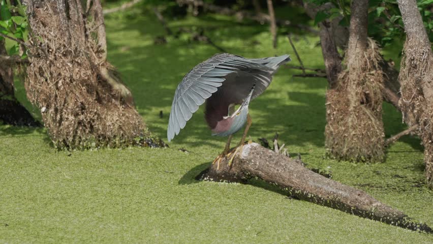A green heron preening while perched on a log in wetland forest in soft natural light