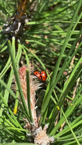 Close-up of two ladybugs mating on a pine needle branch in the bright spring sunlight.