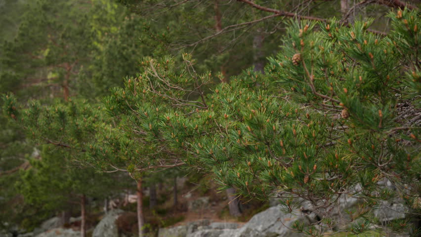 A detailed view of lush evergreen branches in a Norwegian forest, capturing the texture and greenery. Suitable for nature documentaries or environmental projects.