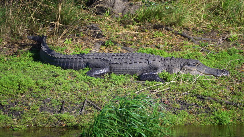 Close-up of American alligator resting on fresh water lake bank in Florida, USA.