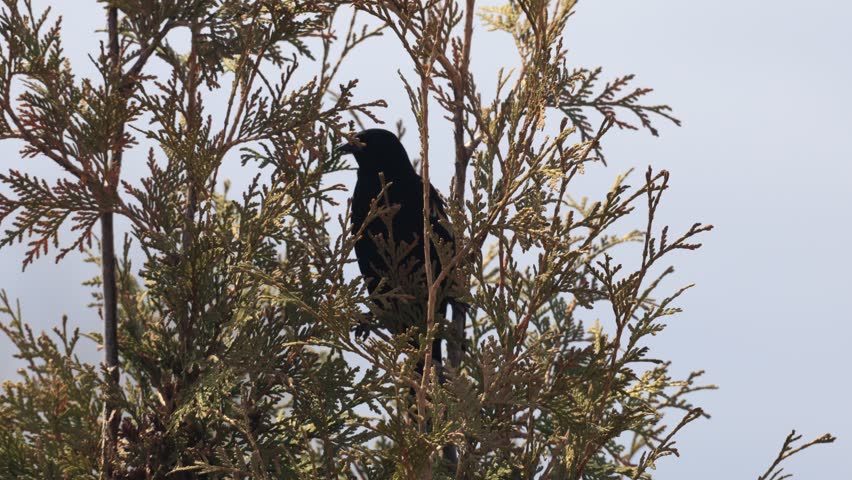 A red-winged blackbird on a branch, Quebec, Canada.