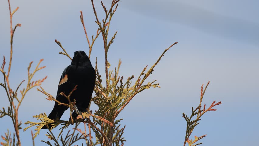 A red-winged blackbird on a branch, Quebec, Canada.