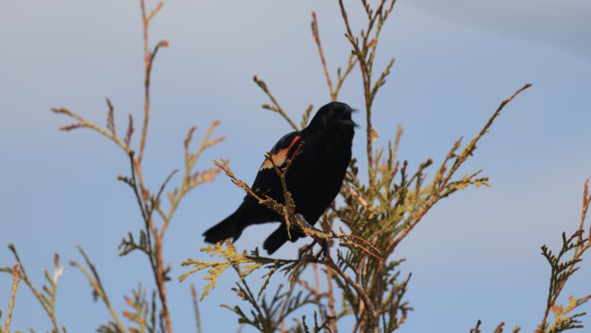 A red-winged blackbird on a branch, Quebec, Canada.