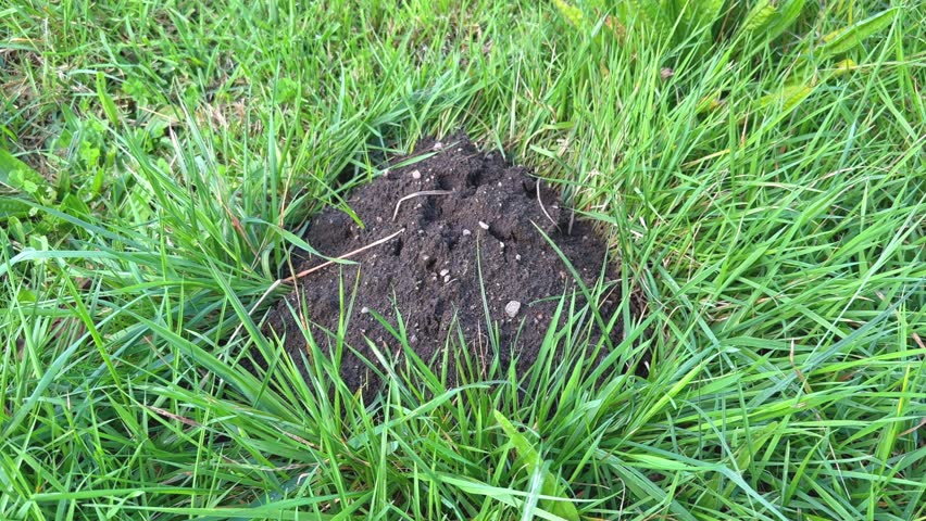 A small mound of earth marks the entrance to a molehill in a lawn.