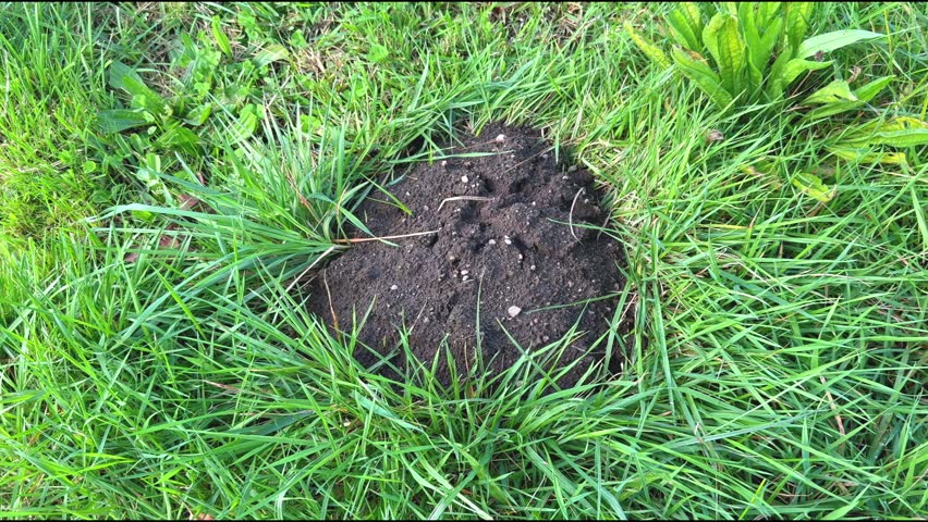 A small mound of earth marks the entrance to a molehill in a garden.