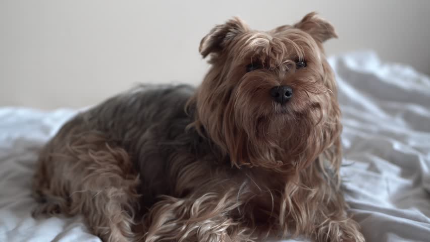 A small, fluffy dog lies comfortably on a soft white bed. This dog has long fur and a calm expression, enjoying its relaxed time on the cozy bed.