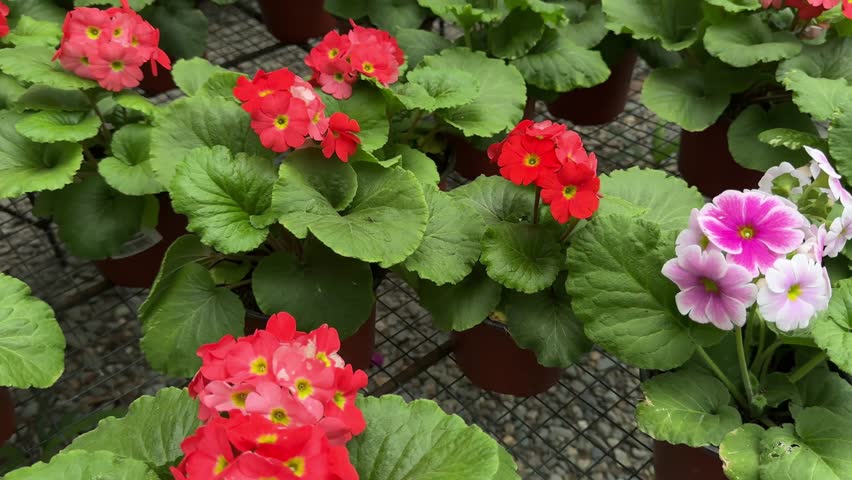 Dolly shot of vibrant primula flowers in various colors growing in pots at a garden center