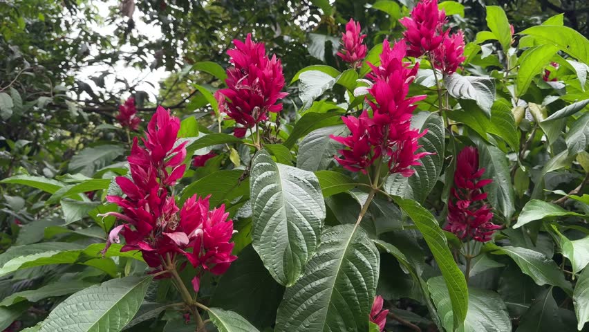 Magenta brazilian plume flower, or jacobinia, gently swaying in a lush, green garden