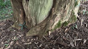 Slow motion tilting shot revealing a gnarled, ancient tree trunk up to its vibrant green leaves - Powered by Shutterstock - Get 15% off with code: PIKWIZARD15