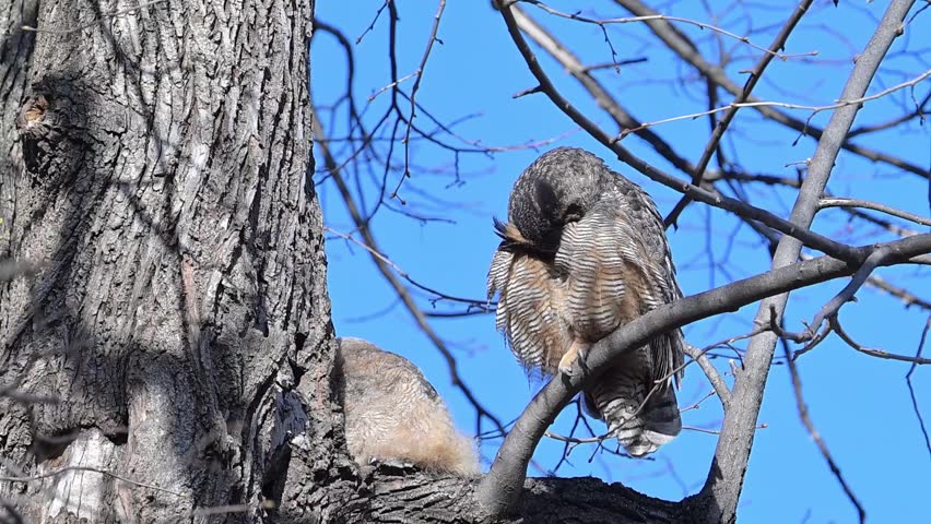 St. Anthony Park, Minnesota. Silverwood Park. A fledgling Great Horned Owl with adult parent on tree limb preening and stretching on a windy day.