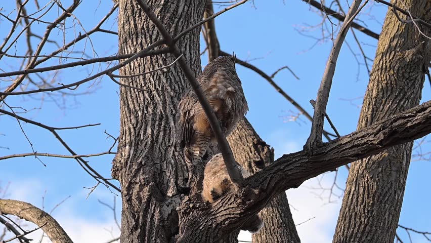 St. Anthony Park, Minnesota. Silverwood Park. A fledgling Great Horned Owl with adult parent stretching on tree limb