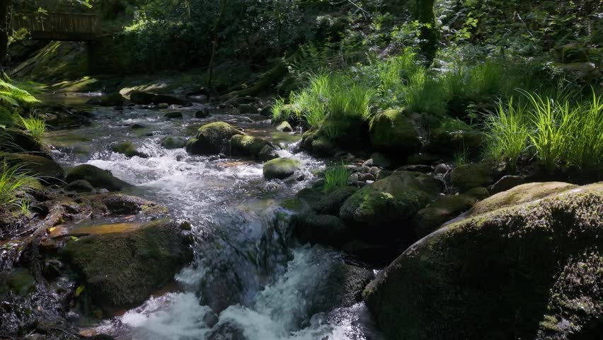 Idyllic creek cascading over moss covered stones in a verdant woodland environment. Pristine water creating small waterfalls as it flows downstream. Surrounded by lush vegetation and bright sunlight