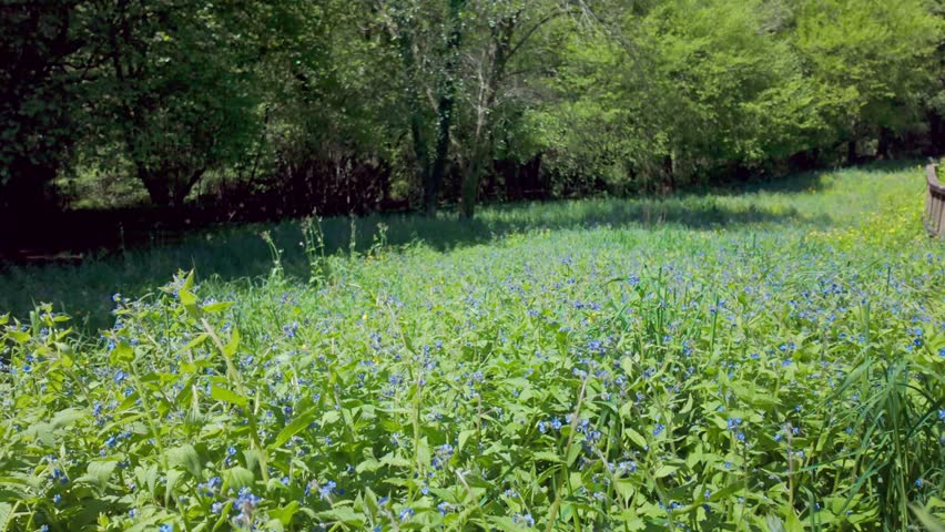Sunlight illuminating a verdant creek bed overflowing with lush foliage and tiny blue wildflowers, bordered by a dense forest and a rustic wooden fence during a beautiful spring day