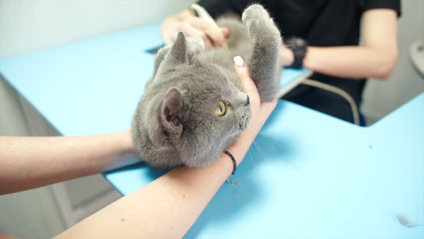 Grey cat cradled on blue table, caucasian male young sonographer in black uniform maneuvers ultrasound probe and watches screen of monitor for results cooperative assistant in veterinarian clinic.