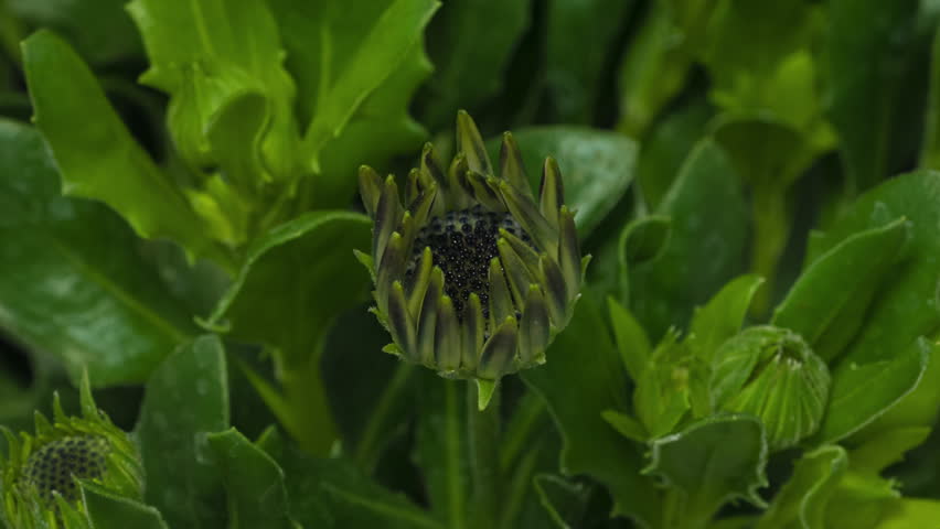 Macro time lapse blooming white Osteospermum (African daisy or Daisybush) flower close-up