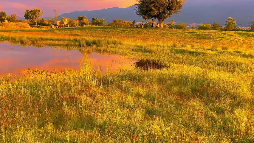 Tree in a field with a pond at sunset