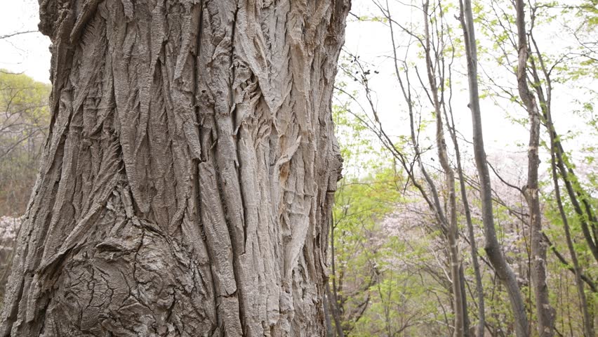 Massive Old Tree Trunk With Rough Bark in Park in Sapporo Hokkaido Japan