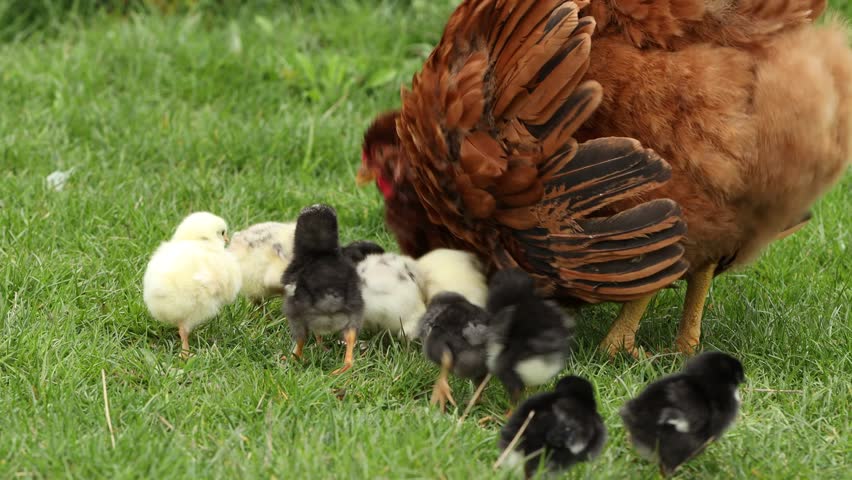 Red hen with her cute baby chicks on green grass