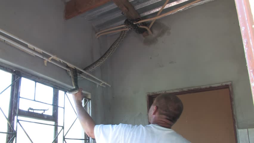 men carefully handle a massive African rock python From house Indoor Ceiling in a rural Botswana setting