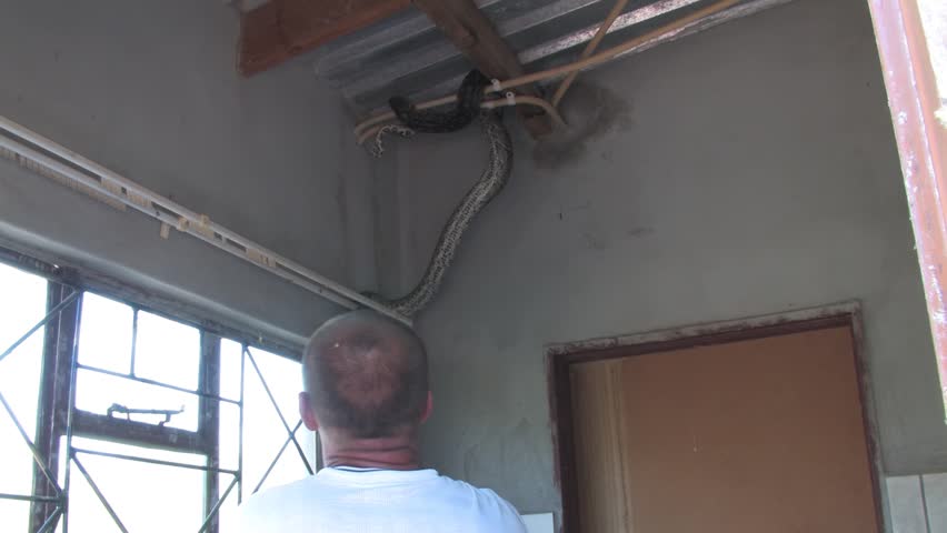 men carefully handle a massive African rock python From house Indoor Ceiling in a rural Botswana setting
